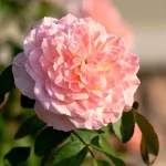 ۱۰ گیاه خوشبو برای کاشتن در ورودی خانه