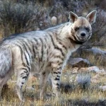 شیر خوردن توله‌های کفتار راه‌راه در پارک موته اصفهان