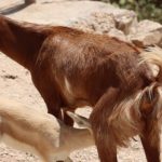 بز مهربان مادر بره آهوی یتیم شد + فیلم