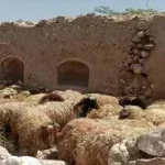 قیمت دولتی دام زنده ویژه عید قربان مشخص شد