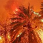 سوختن ۲۰ هزار نخل در آتش سوزی اروندکنار