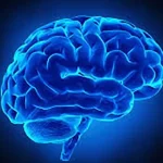 نقش کلسترول در عملکرد مغز