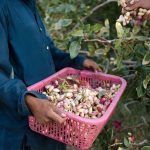 سیستان و بلوچستان؛ در آستانه تبدیل به قطب طلای سبز کشور