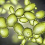 مخمر از تنشهای مریخ جان سالم به در برد