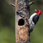 رازهای دارکوب؛ چگونه پرنده‌ای چند گرمی خود را به چکشی تمام‌عیار تبدیل می‌کند؟