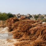 بومی‌سازی فناوری تبدیل ضایعات کشاورزی به زغال زیستی در ایران/از اصلاح خاک تا صنایع فولاد