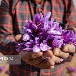 کلکسیونی زنده از بنه همه گونه‌های ایرانی جنس زعفران ایجاد شد
