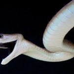 یک پادزهر برای ۱۷ نوع مارگزیدگی ساخته شد