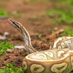 آنتی‌زهر نانویی؛ پایانی برای کشنده‌ترین نیش‌های مار