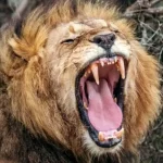 هوش مصنوعی نوع جدیدی از غرش شیرها را کشف کرد