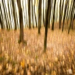 تصاویر؛ طبیعت پاییزی جنگل دالخانی و نمک آبرود