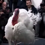 جلب توجه پسر سخنگوی کاخ سفید در مراسم عفو بوقلمون