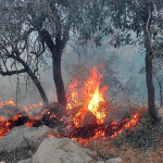 SID  هشدار داد؛ تشدید تهدیدات اقلیمی با گسترش آتش‌سوزی جنگل‌های هیرکانی