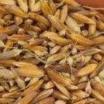 ممنوعیت صادرات شلتوک خوزستان فقط روی کاغذ است