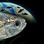 ماهی باستانی با شنوایی شبیه انسان، دانشمندان را شگفت‌زده کرد