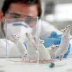 گذار از مدل‌های حیوانی به فناوری‌های دقیق‌تر و انسانی‌تر در پژوهش‌های زیستی