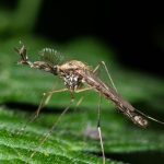 آیا پشه‌های ایسلند از زمستان سخت جان سالم به در خواهند برد؟