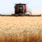 ۷۰ درصد کشت گندم در استان‌های سردسیر انجام شد