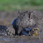 ببینید؛ نبرد خونین جگوار و کایمن در گل‌ولای