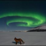 عکس روز ناسا از آتش به پا کردن روباه شمالی!