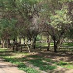 معاون دادستان خوزستان: با عوامل ناامنی در پارک شهروند اهواز برخورد قاطع می‌شود