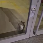 گربه سارق آژیر بانک را به صدا درآورد