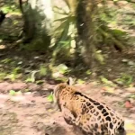 یورش جگوار به گروه کواتی‌ها؛ شکار سریع و ناپدید شدن در دل جنگل