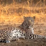 مشاهده یک قلاده پلنگ ایرانی در نزدیکی تهران/ عکس