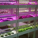 دستیابی به راهکاری نوین برای بهینه‌سازی ریز ازدیادی گیاهان با استفاده از نورهای LED در ایران