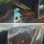 زلزله قدرتمند در ژاپن؛ آکواریوم‌ها به لرزه افتاد