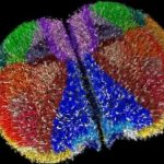 ابررایانه ژاپنی واقعـی‌ترین مغز مجازی دنیا را ساخت