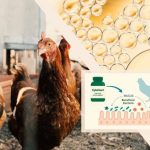 تولید نخستین مکمل آشامیدنی برای تقویت سیستم ایمنی مخاطی طیور در ایران و خاورمیانه